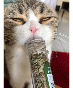 Cỏ mèo 