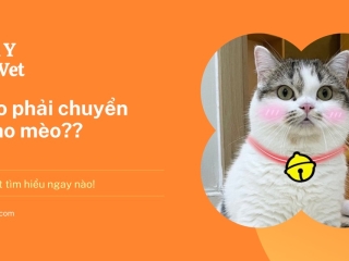 TẠI SAO PHẢI CHUYỂN GIỚI MÈO ĐỰC ?