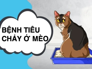 Chó mèo bị rối loạn tiêu hóa tiêu chảy và cách xử lý