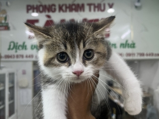 Nguồn gốc mèo tam thể