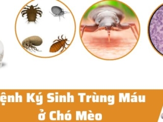 ​ DẤU HIỆU NHẬN BIẾT KHI THÚ CƯNG NHIỄM KÍ SINH TRÙNG MÁU   ​