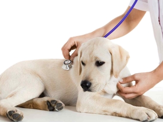 Thăm khám điều trị bệnh