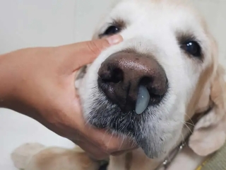 bệnh đường hô hấp ở chó mèo 