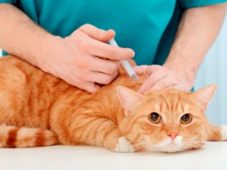 Tìm hiểu về tiêm phòng cho chó mèo Cùng Thú y Tài Vet tìm hiểu Các thông tin hữu ích mà không phải chủ nuôi nào cũng biết về việc tiêm phòng vắc xin cho thú cưng nhé!