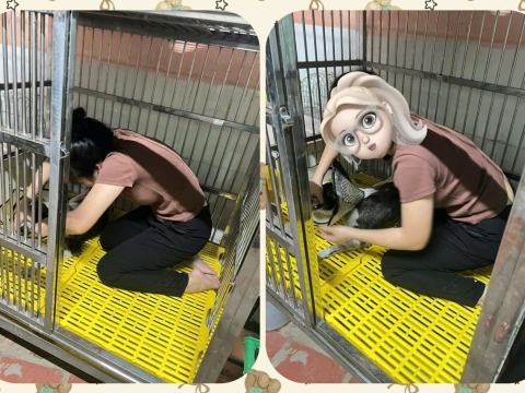 chuồng to
