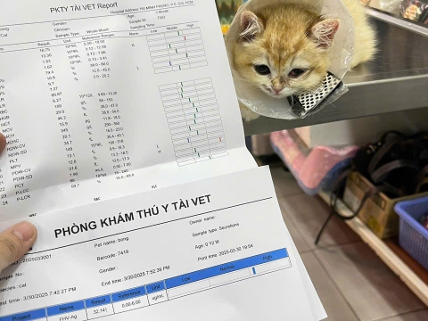 MÈO NHIỄM VIRUS HERPER